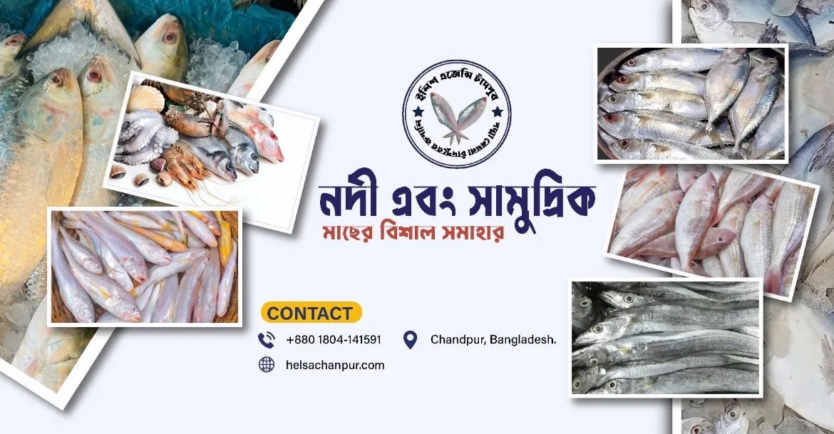 ইলিশ এজেন্সি- চাঁদপুর