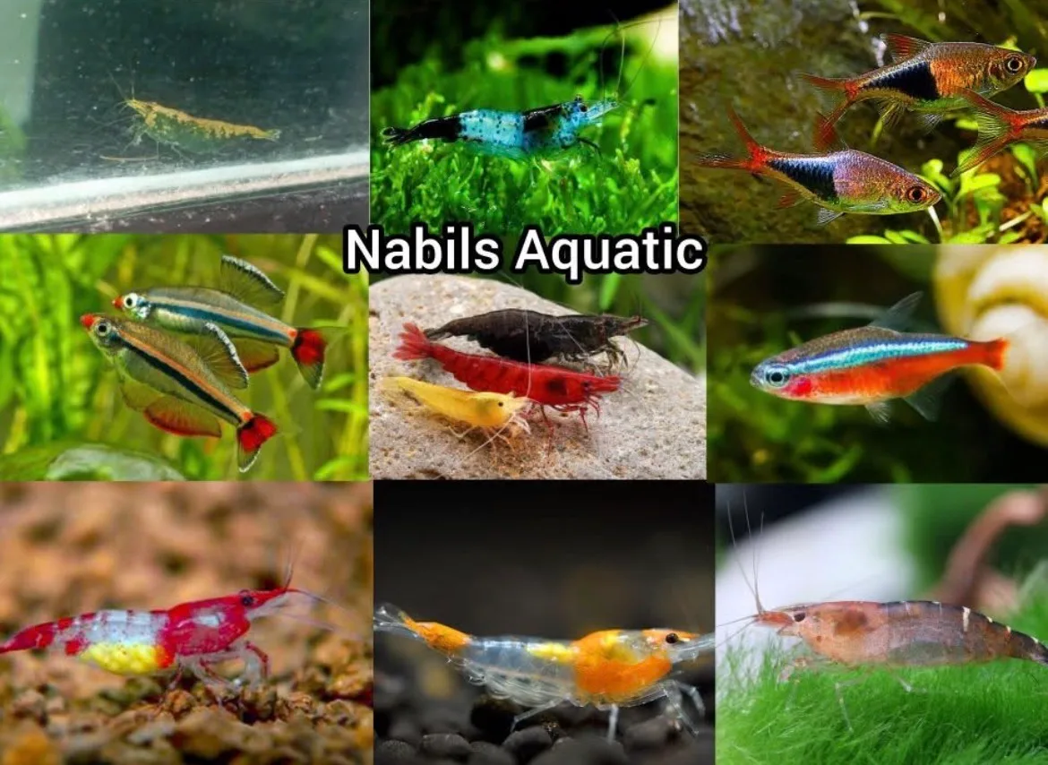 Nabil's Aquatic Ctg
