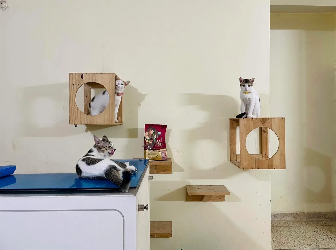 Pet Care CTG